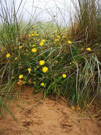 Plants growing on field