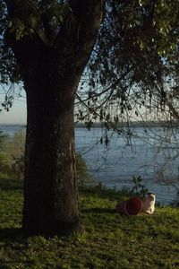 Tree trunk on field by lake against sky