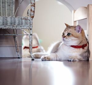 Close-up of cat sitting on table