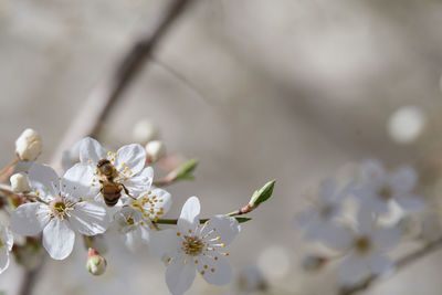 Close-up of white cherry blossoms