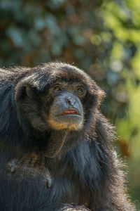 Close-up portrait of gorilla looking away