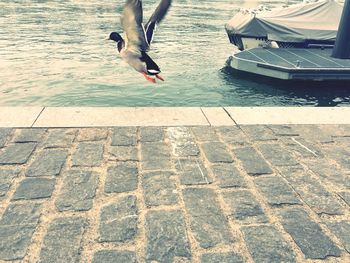 Low angle view of seagull flying over water