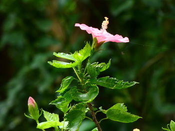 Close-up of pink flowering plant