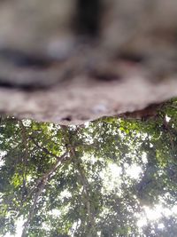 Low angle view of trees in forest