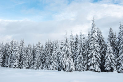 Scenic view of snowcapped trees against sky