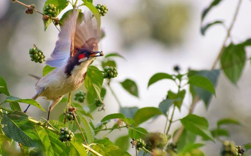 Bird perching on a branch