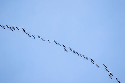 Low angle view of birds flying against clear blue sky