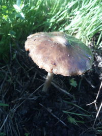 Close-up of mushroom growing on field