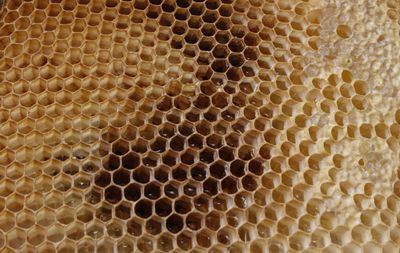 Close-up of bee on stone wall