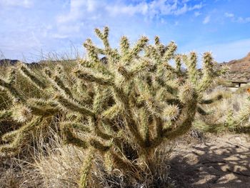 Close-up of cactus growing on field against sky