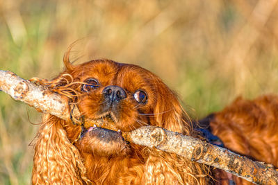 Close-up of a dog looking away