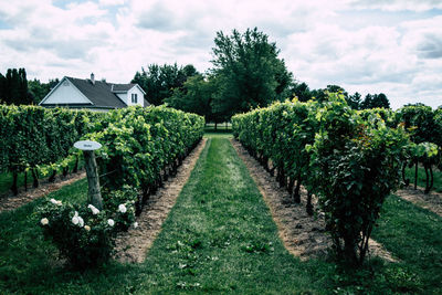 Green vineyard