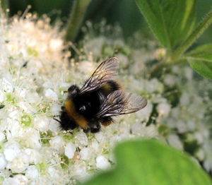 Close-up of bee pollinating on flower