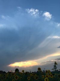 Scenic view of field against sky at sunset