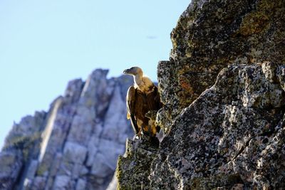 Low angle view of bird perching on rock