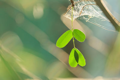Close-up of plant leaves