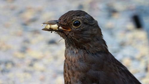 Close-up of a bird