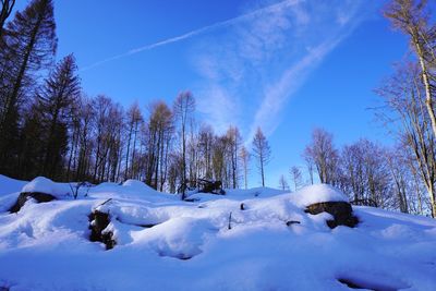 Trees on snow covered land against blue sky