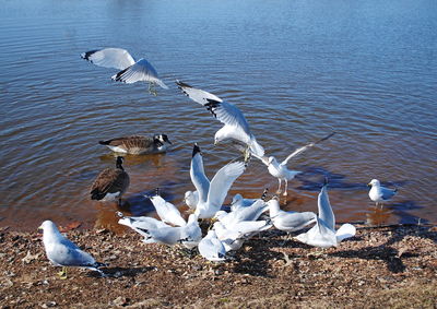 High angle view of seagulls flying over lake