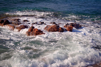 High angle view of sea lion swimming in water