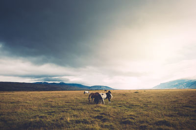 Horses grazing on field against sky