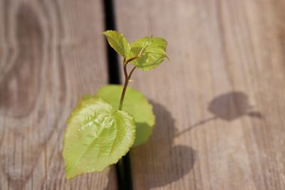 Close-up of green leaves on table