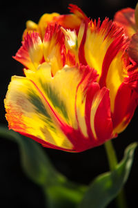 Close-up of yellow tulips blooming against black background