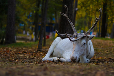 Close-up of deer resting on field during autumn