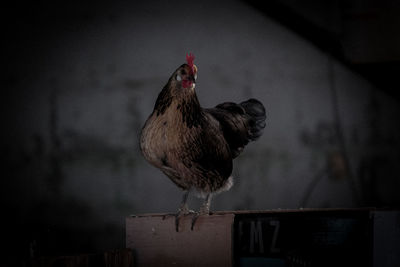 View of a bird perching on wood