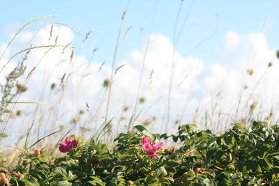 Close-up of flowers growing in field