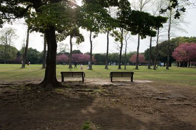 Trees in park