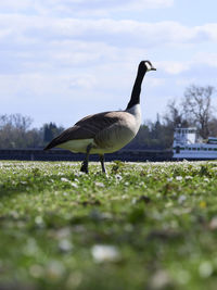 Country goose on the grass
