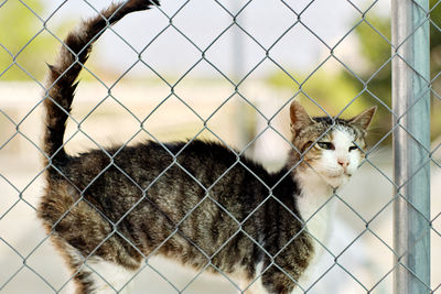 Close-up portrait of a cat behind fence