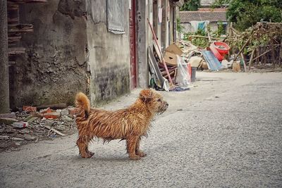 Dog in front of built structure