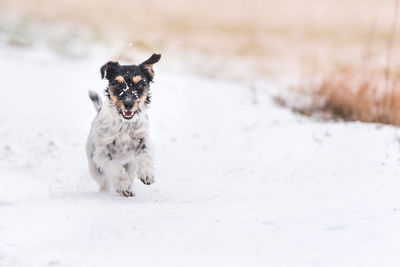 Dog on snow covered land