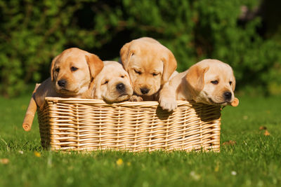 Puppy relaxing in basket