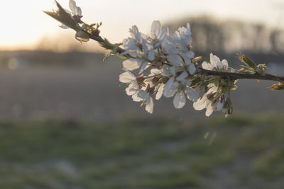 A branch with cherry blossoms, it's spring