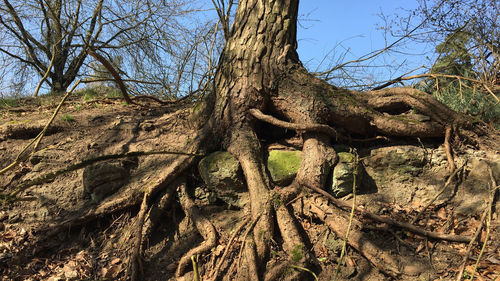 Bare tree in forest