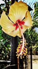 Close-up of flower against blurred background