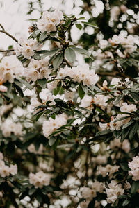 Close-up of white cherry blossom tree