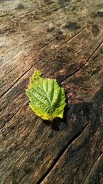 High angle view of leaf on wooden plank