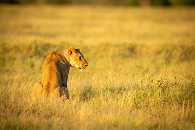 Big cat on grass