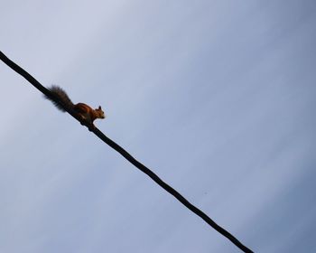 Low angle view of a plant against the sky