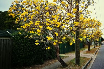 Yellow flowers blooming on tree