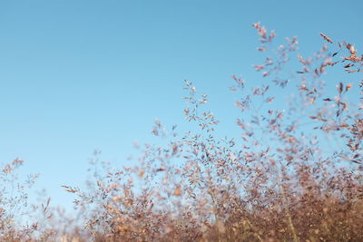 Low angle view of flowers against clear blue sky