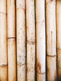 Full frame shot of bamboo