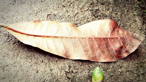 High angle view of fallen autumn leaf