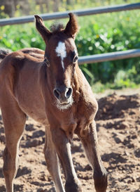 Close-up portrait of foal standing on land