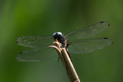 Close-up of dragonfly on leaf