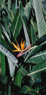 Close-up of flowering plant